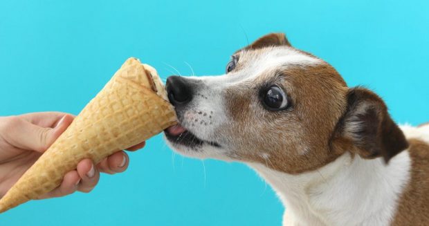 Helados caseros que tu perro puede comer