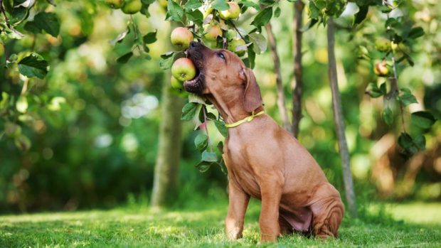 frutas prohibidas para perros