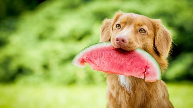 frutas prohibidas para perros