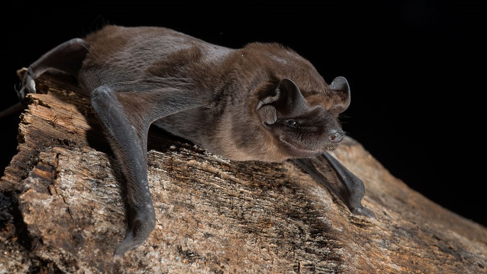 Pequeño pero muy veloz, así es el murciélago cola de ratón