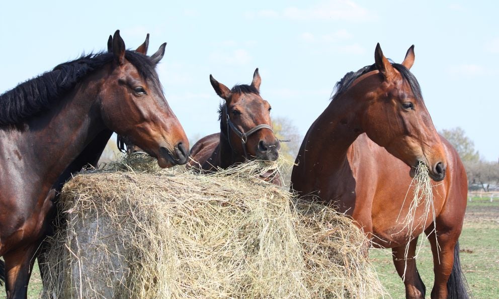 ¿Qué tener en cuenta para comprar un caballo?
