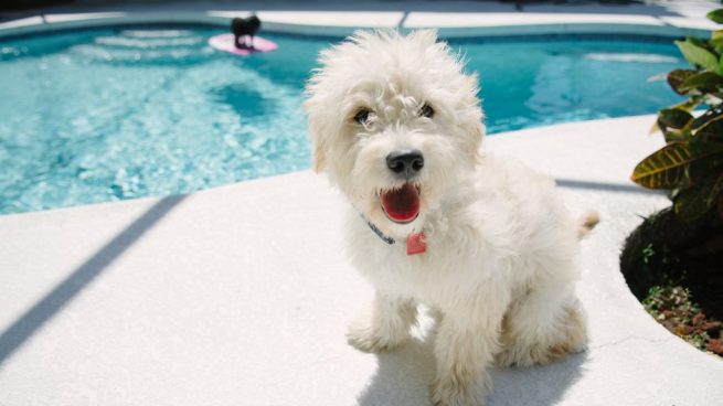llevar a tu perro a la piscina en verano
