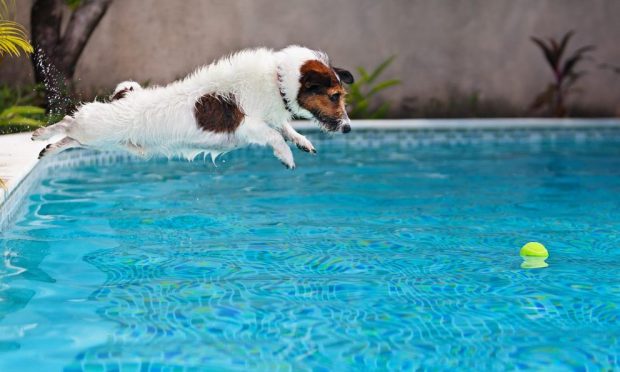 llevar a tu perro a la piscina en verano