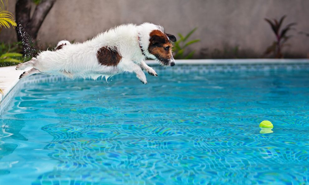 5 consejos para llevar a tu perro a la piscina en verano