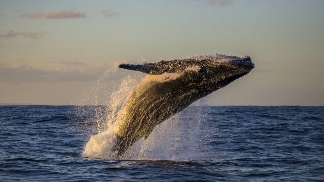 Japón reanuda la caza comercial de ballenas después de 30 años