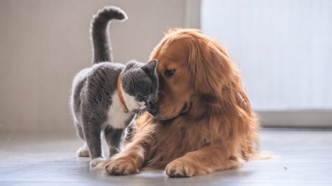 convivencia entre perros y gatos