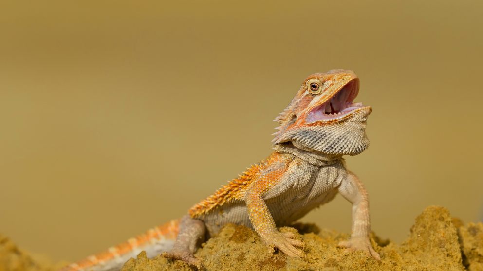 6 mascotas exóticas para tener en casa