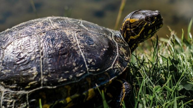 Tortuga marina y terrestre: las diferencias y similitudes