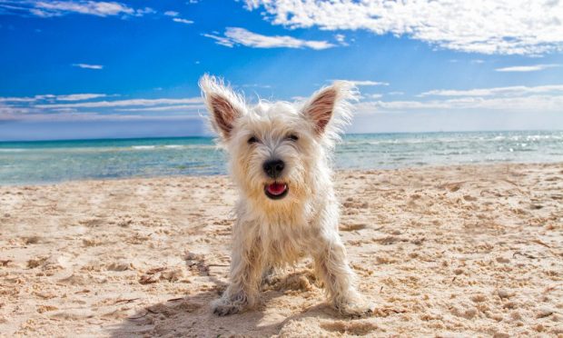 día de playa con tu perro