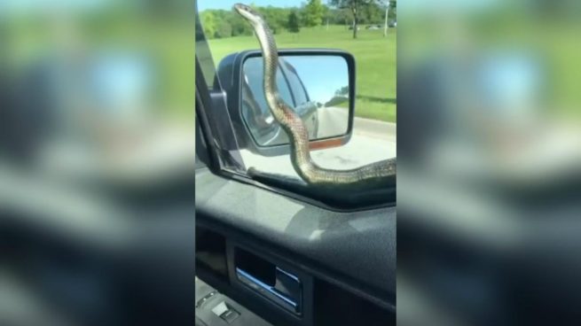 Facebook: Una serpiente intenta subirse a un coche en un semáforo