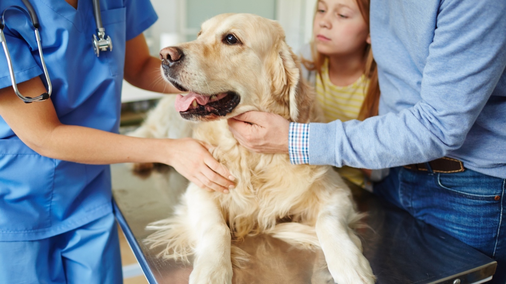 Perro en el veterinario etología canina