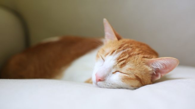 camas para tu gato