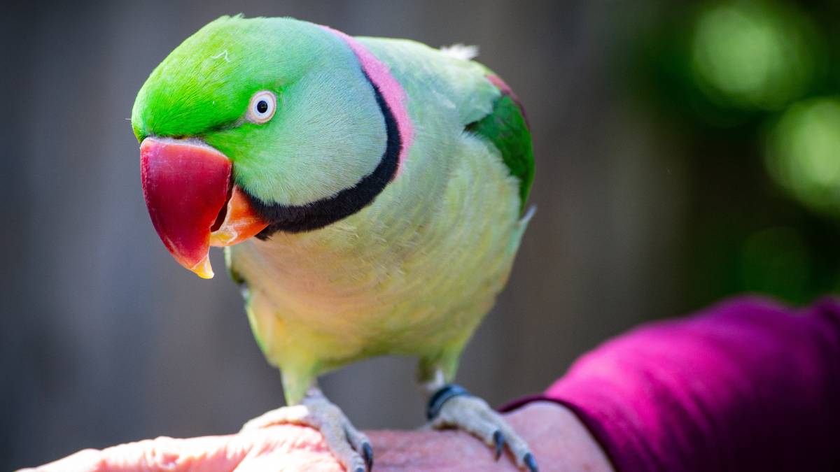 Al borde sufrimiento Tibio Qué pájaros exóticos se pueden tener en casa como mascota?