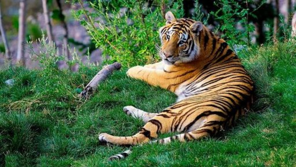 6 rasgos que tiene el tigre bengala