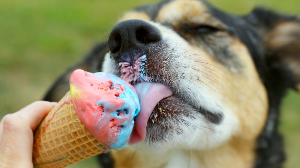 Comidas veraniegas ideales para tu mascota