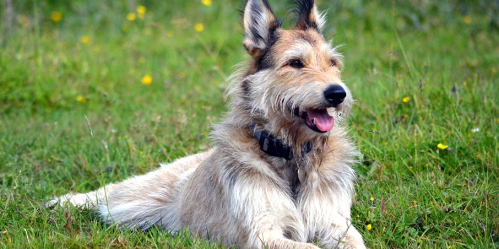 Características principales de esta raza de perro_ Berger de Picardie (1)