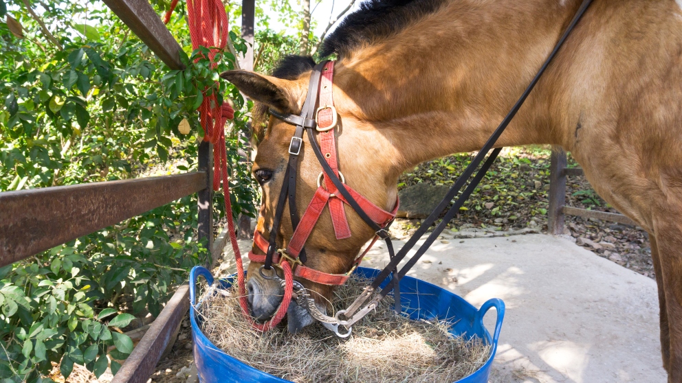 6 consejos sobre la alimentación de tu caballo