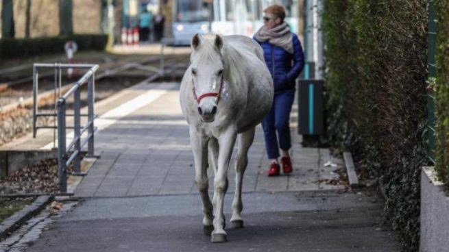 Facebook: La yegua ‘Jenny’ pasea sola por las calles de su ciudad