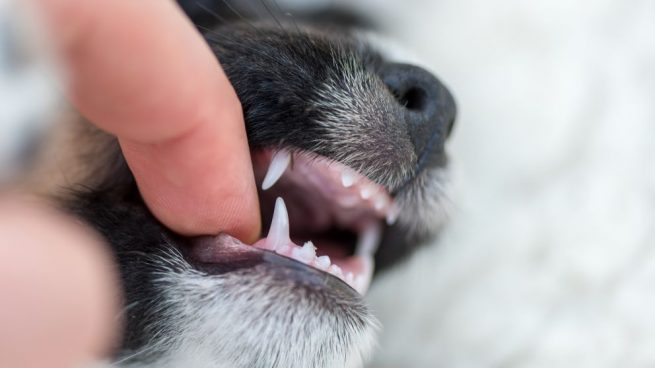 molestias dentales en tu perro