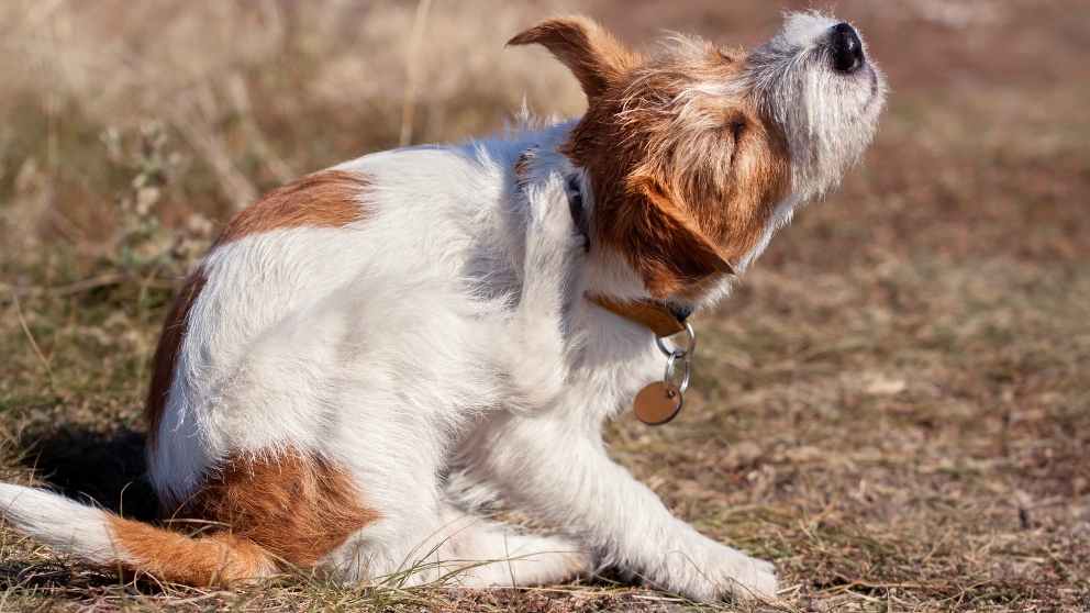 cuales son los parasitos del perro