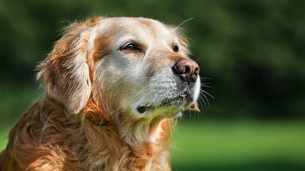 Guía de pasos para detectar la demencia senil en perros