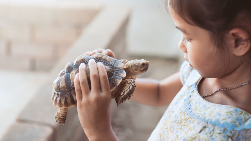 8 consejos para cuidar a una tortuga en casa