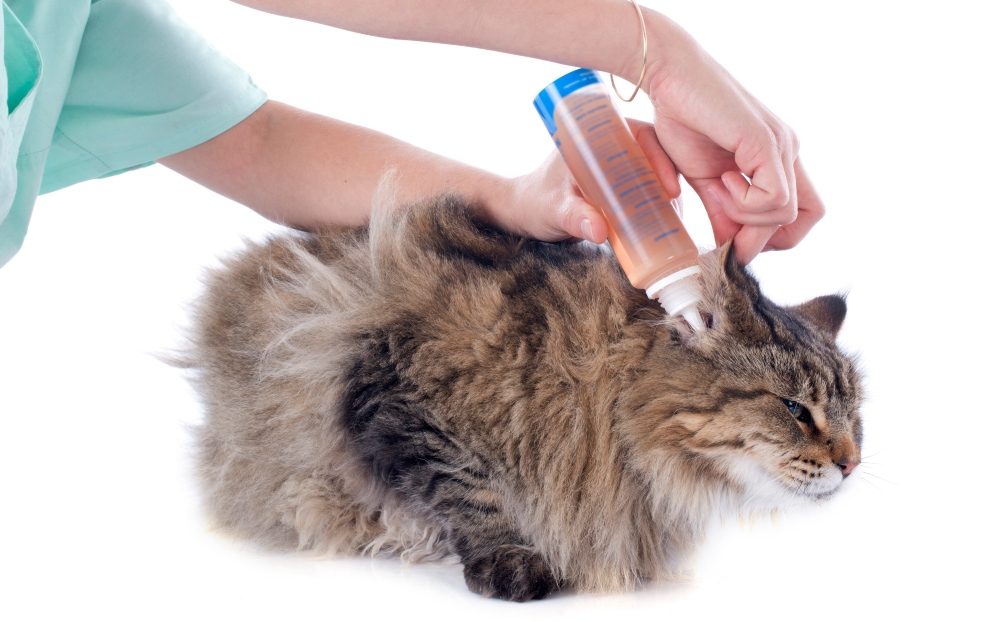 Higiene y limpieza del gato