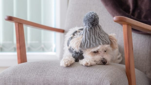 Perros de pequeño tamaño