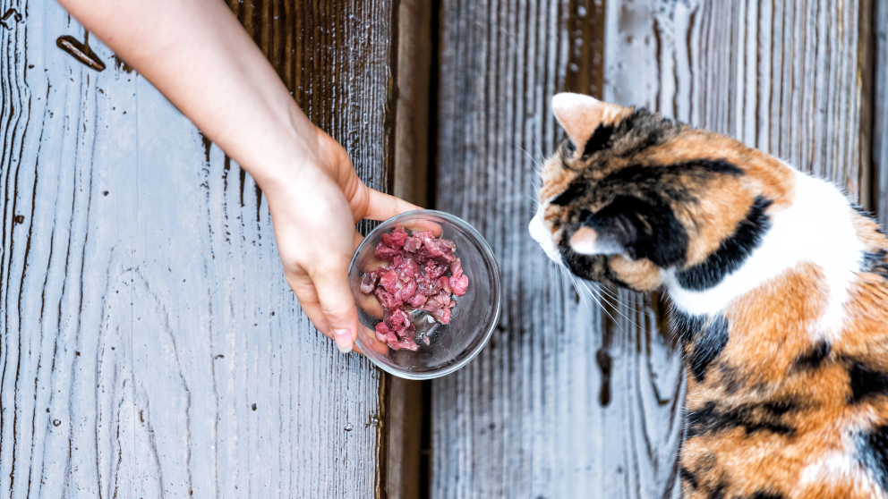 Elegir comida casera o la comercial para tu gato