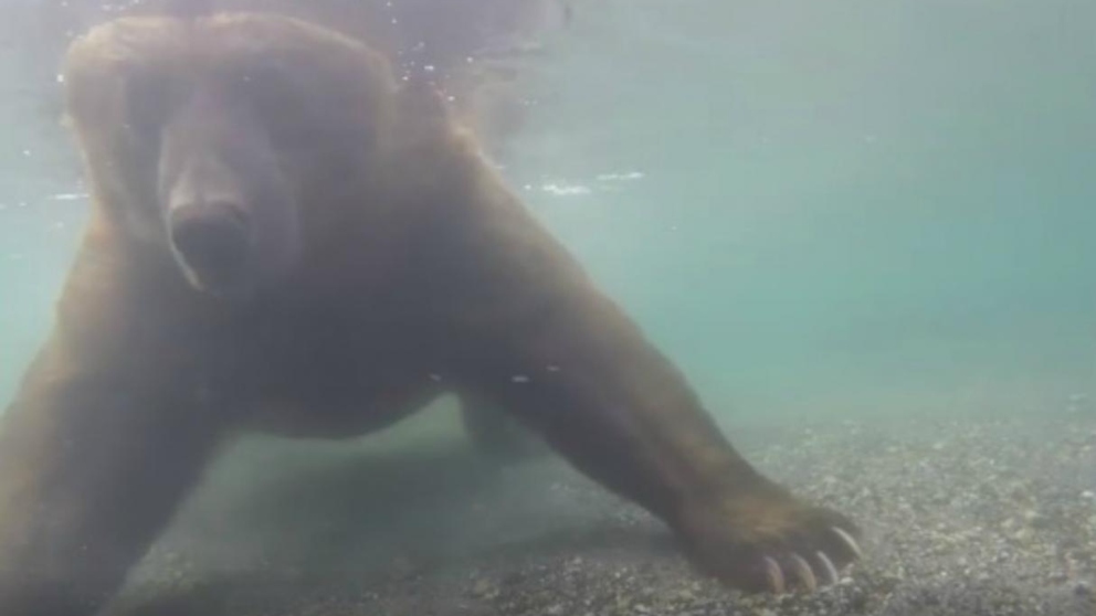 Facebook: Un pescador se encuentra con un oso en medio de un lago