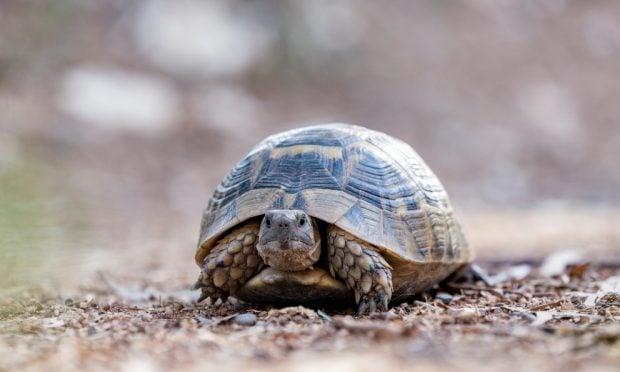 Tortuga en casa