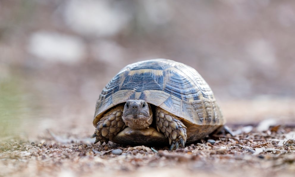 6 Diferencias Entre La Tortuga Marina Y La Terrestre