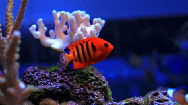 peces rojos para tu acuario