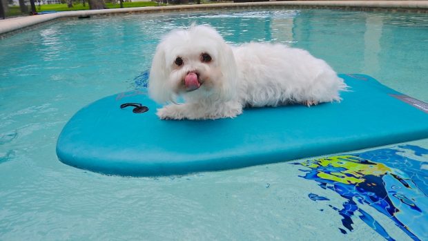 Una piscina para tu perro
