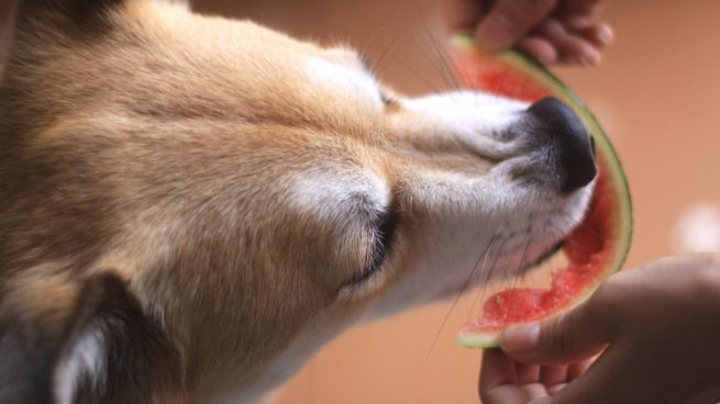 frutas para tu perro