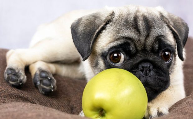 frutas para perros