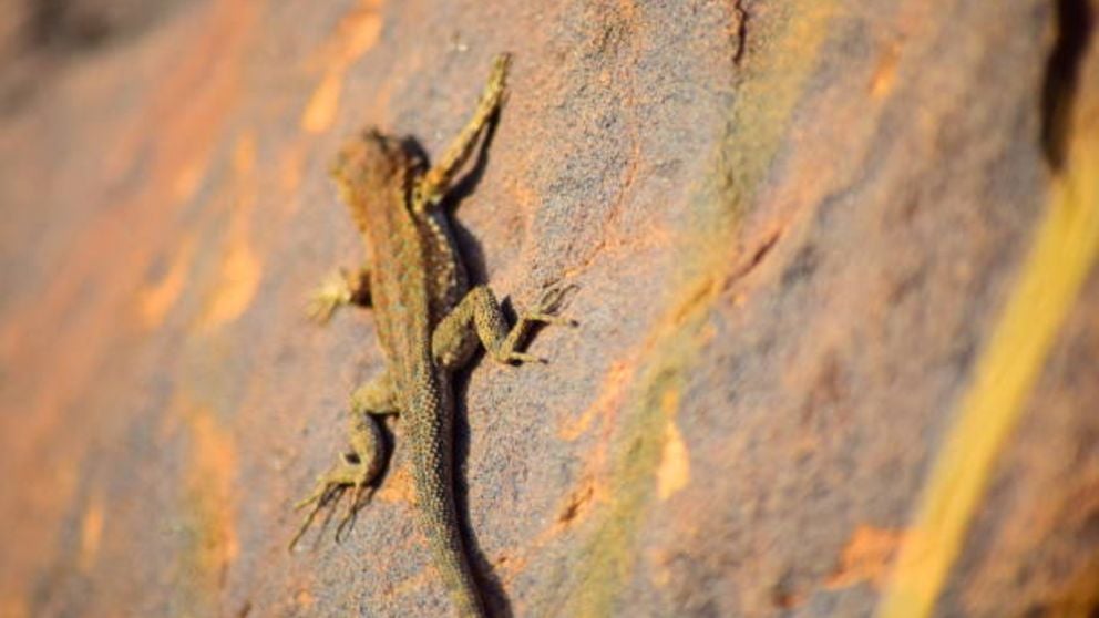 Cómo sacar una lagartija de casa paso a paso de forma correcta