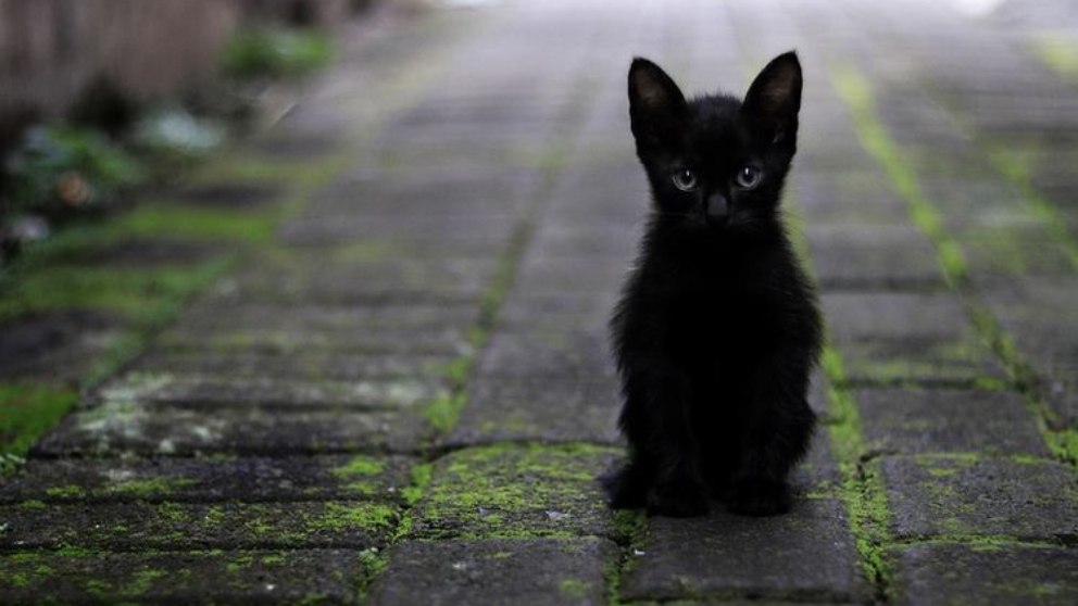 Un gato negro