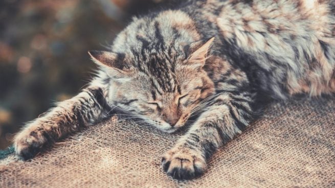 cálculos urinarios en gatos