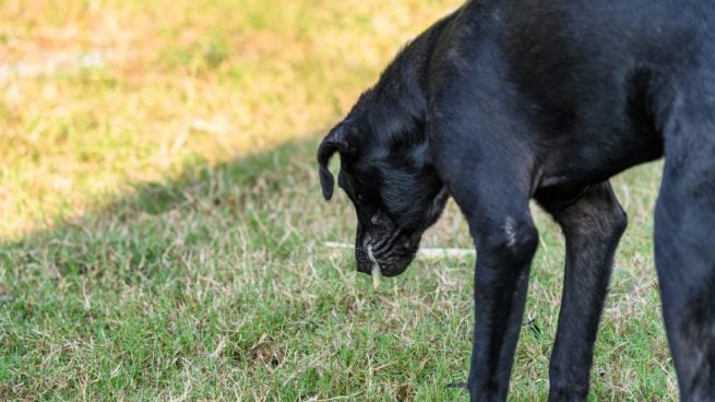 mascota vomitando