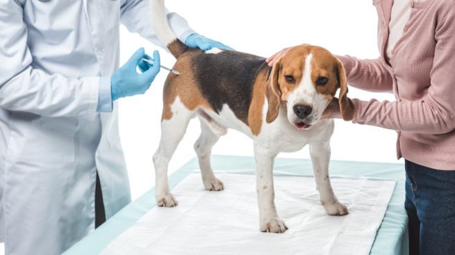 Vacunación de las mascotas