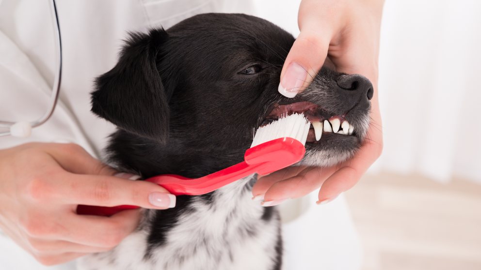 Cepillado dientes, hábitos de higiene dental en tu perro