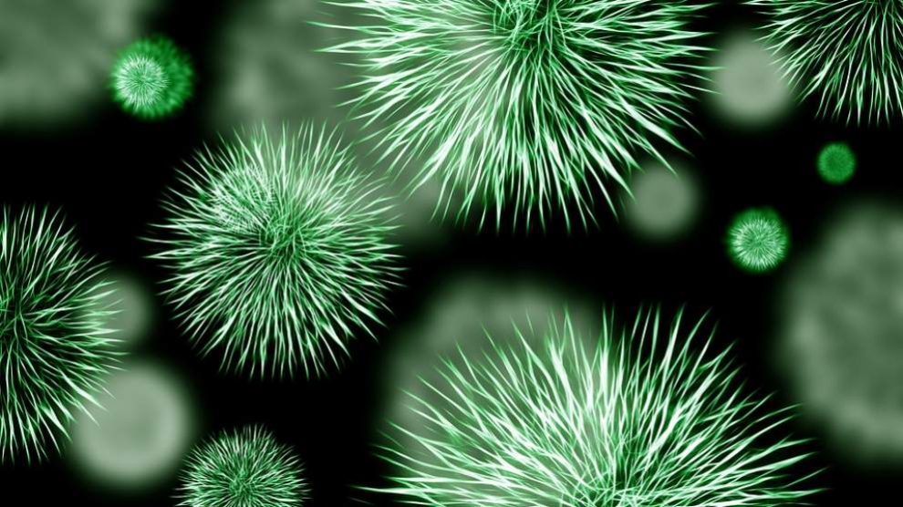 Conoce qué es una enterobacteria