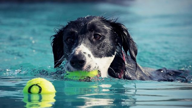 Consejos para que el perro se bañe en la piscina