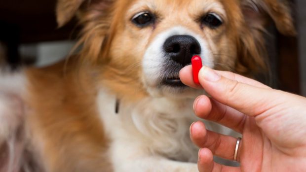 Dar un antibiótico a tu perro