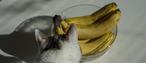 frutas que tu gato puede comer