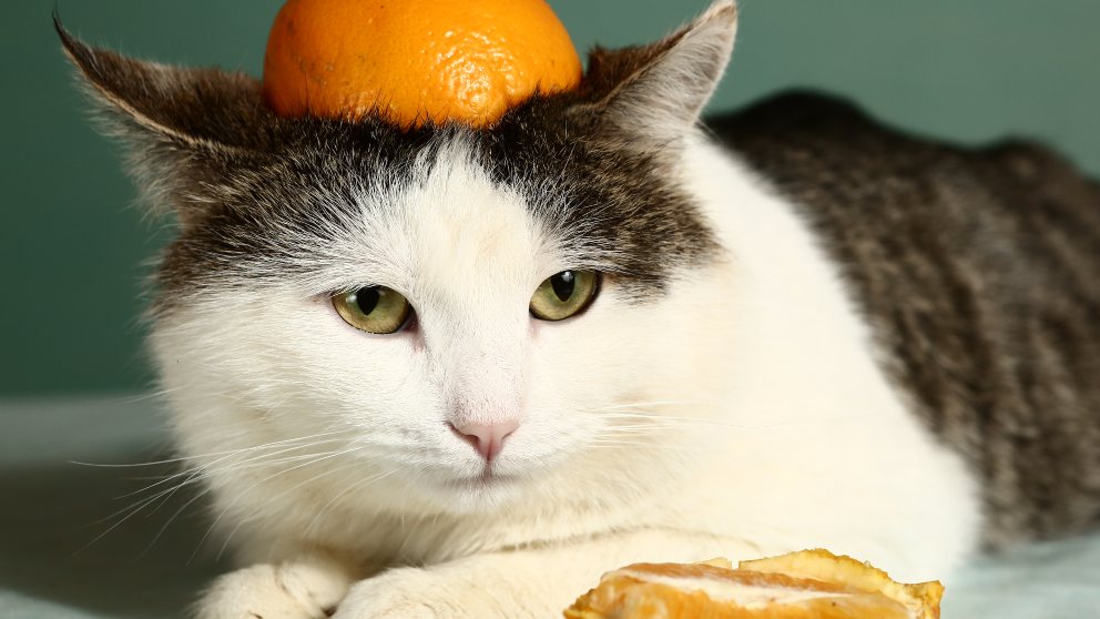 6 frutas que tu gato puede comer