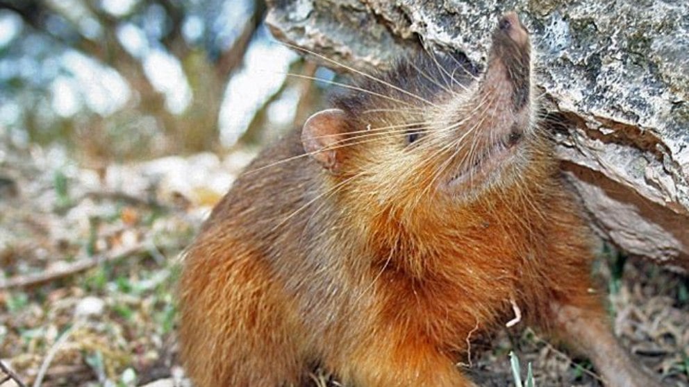 Actualmente solo existen dos especies vivas de almiquíes, las cuales pertenecen al género Solenodon.