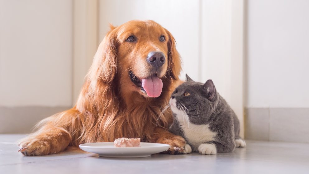 Perro y gato frente al plato
