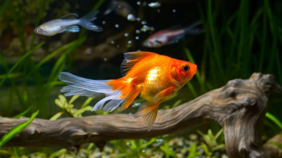 Cómo cuidar tu acuario en verano